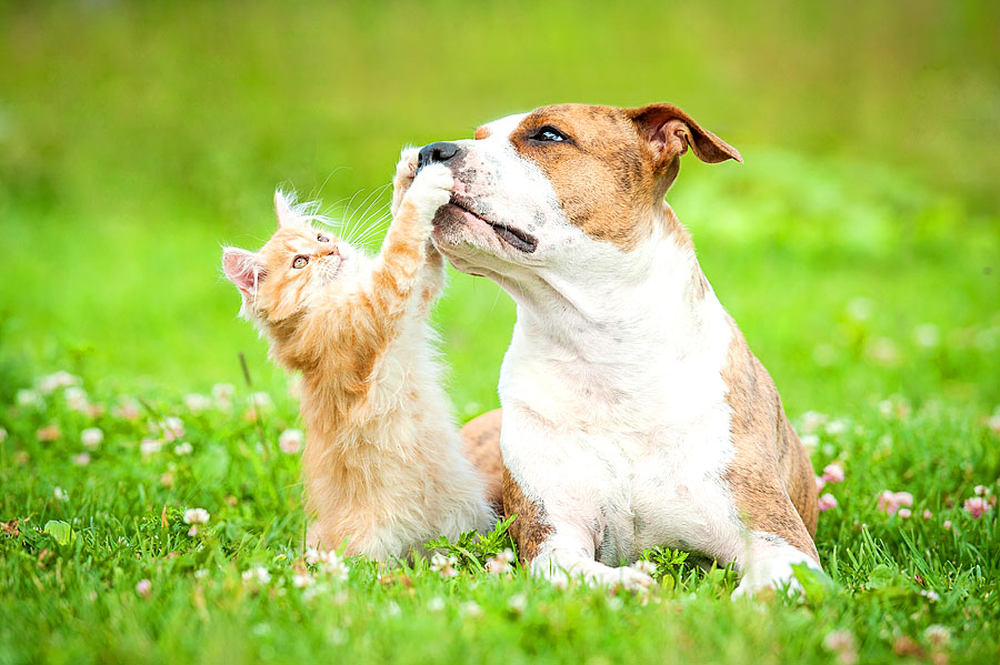 Hunde und Katzen können keine Freunde sein? Diese 10 Bilder beweisen das Gegenteil.